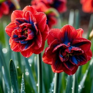 Нарцисс Эрличе купить по цене от 386р. в интернет-магазине «Посадика» с доставкой почтой в в Туапсее и по всей России – [изображение №1].