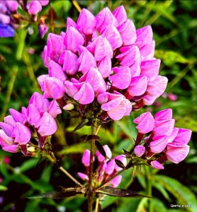 Флокс Бутоник купить по цене от 461р. в интернет-магазине «Посадика» с доставкой почтой в в Туапсее и по всей России – [изображение №1].