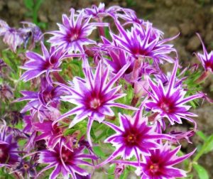 Флокс Звездное Кружево купить по цене от 361р. в интернет-магазине «Посадика» с доставкой почтой в в Туапсее и по всей России – [изображение №1].