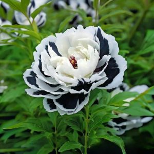 Пион Монохромный Шик купить по цене от 429р. в интернет-магазине «Посадика» с доставкой почтой в в Туапсее и по всей России – [изображение №1].