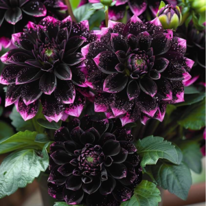 Георгин Лаванда Лейс купить по цене от 679р. в интернет-магазине «Посадика» с доставкой почтой в в Туапсее и по всей России – [изображение №1].