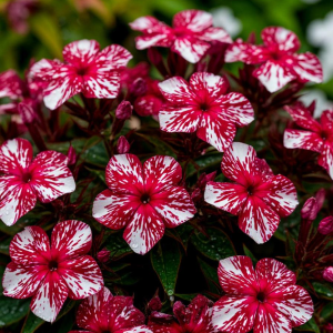 Флокс Ливер Гриммер купить по цене от 590р. в интернет-магазине «Посадика» с доставкой почтой в в Туапсее и по всей России – [изображение №1].