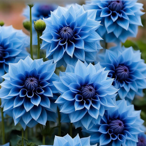 Георгин Вижапе купить по цене от 699р. в интернет-магазине «Посадика» с доставкой почтой в в Туапсее и по всей России – [изображение №1].