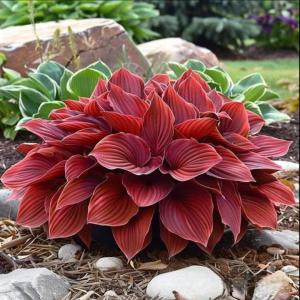 Хоста Малыш Шедевр купить по цене от 421р. в интернет-магазине «Посадика» с доставкой почтой в в Туапсее и по всей России – [изображение №1].