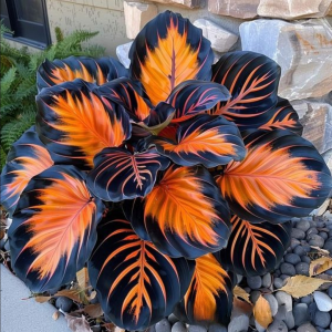 Хоста Сикрет Форест купить по цене от 601р. в интернет-магазине «Посадика» с доставкой почтой в в Туапсее и по всей России – [изображение №1].