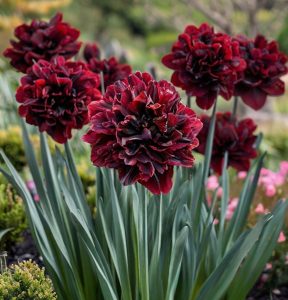 Нарцисс Малиновая Вуаль купить по цене от 3000р. в интернет-магазине «Посадика» с доставкой почтой в в Туапсее и по всей России – [изображение №1].