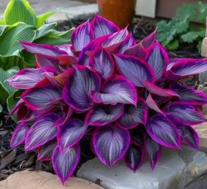 Хоста Сикрет Гарденс купить по цене от 549р. в интернет-магазине «Посадика» с доставкой почтой в в Туапсее и по всей России – [изображение №1].