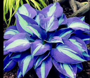 Хоста Аурелия купить по цене от 450р. в интернет-магазине «Посадика» с доставкой почтой в в Туапсее и по всей России – [изображение №1].