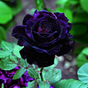Роза Блэк Пантер купить по цене от 319р. в интернет-магазине «Посадика» с доставкой почтой в в Туапсее и по всей России – [изображение №1].