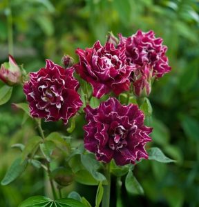 Роза Опаловый Пейзаж купить по цене от 490р. в интернет-магазине «Посадика» с доставкой почтой в в Туапсее и по всей России – [изображение №1].